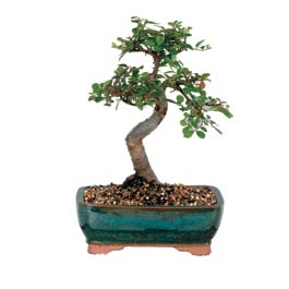  Ankara Pursaklar �nternetten �i�ek sipari�i  ithal bonsai saksi �i�egi  Ankara �i�ek g�nderme sitemiz g�venlidir 