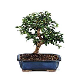 Ankara uluslararas� �i�ek g�nderme  ithal bonsai saksi �i�egi  Ankara Pursaklar 14 �ubat sevgililer g�n� �i�ek 