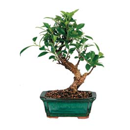  Ankara Pursaklar �i�ek sipari�i sitesi  ithal bonsai saksi �i�egi  Ankara Pursaklar �i�ek online �i�ek sipari�i 