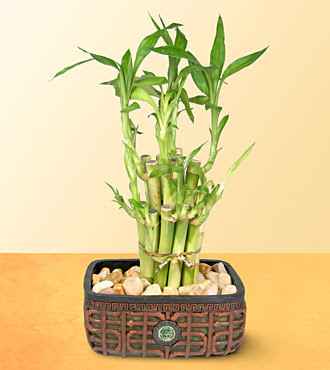 Lucky Bamboo  saksi �i�egi  Ankara Pursaklar online �i�ek g�nderme sipari� 