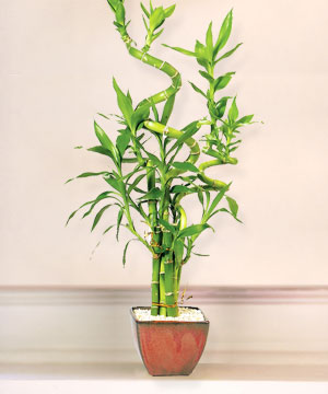 Lucky Bamboo sans melegi �i�egi  Ankara Pursaklar online �i�ek g�nderme sipari� 