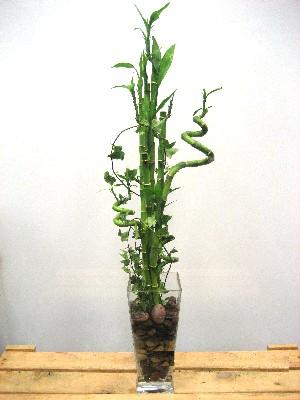 Lucky Bamboo sans melegi �i�egi  Ankara cicek , cicekci 