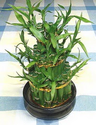 Lucky Bamboo sans melegi �i�egi  Ankara Pursaklar �i�ek�iler 