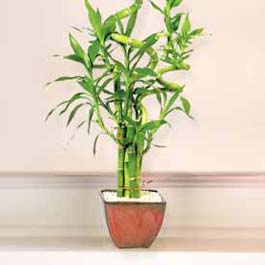 Lucky Bamboo sans melegi �i�egi  Ankara Pursaklar �i�ek online �i�ek sipari�i 