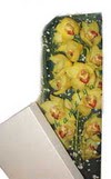  Ankara �i�ek g�nderme  Kutu i�erisine dal cymbidium orkide