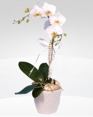 1 dall orkide saks iei  Ankara Pursaklar online ieki , iek siparii 
