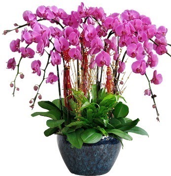 9 dall mor orkide  Ankara Pursaklar 14 ubat sevgililer gn iek 