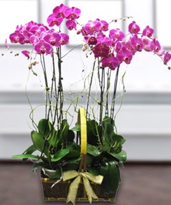 4 dall� mor orkide  Ankara Pursaklar g�venli kaliteli h�zl� �i�ek 