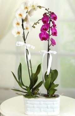 1 mor 1 dal beyaz thal orkide sepet ierisinde  Ankara Pursaklar iek maazas , ieki adresleri 