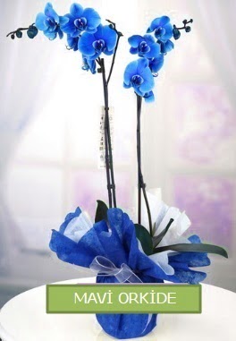 2 dall mavi orkide  Ankara Pursaklar iekiler 