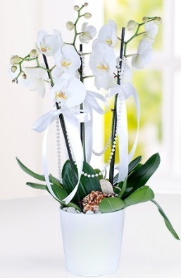 3 dall beyaz orkide  Ankara Pursaklar iek yolla  