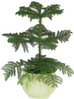 Araucaria Heterophylla i� mekan saks�  Ankara Pursaklar �i�ek ma�azas� , �i�ek�i adresleri 