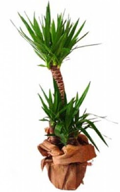 2 li yucca saks� �i�e�i  Ankara Pursaklar �i�ek ma�azas� , �i�ek�i adresleri 