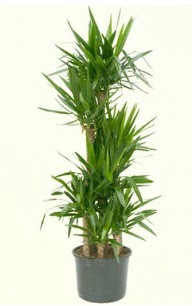 7 li yucca saks� bitkisi  Ankara �i�ek servisi , �i�ek�i adresleri 