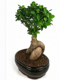Bonsai saks� bitkisi japon a�ac�  Ankara Pursaklar �i�ek sipari�i sitesi 