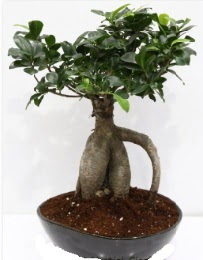 5 ya��nda japon a�ac� bonsai bitkisi  Ankara internetten �i�ek sat��� 