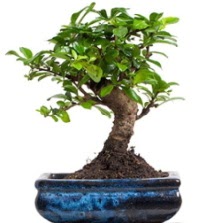 5 ya��nda japon a�ac� bonsai bitkisi  Ankara �i�ek sat��� 