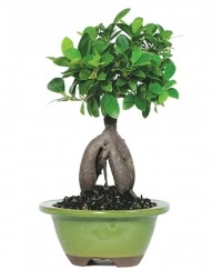 5 ya��nda japon a�ac� bonsai bitkisi  Ankara cicek , cicekci 