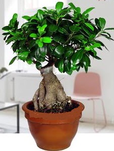5 yanda japon aac bonsai bitkisi  Ankara Pursaklar online iek gnderme sipari 