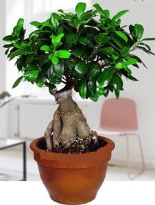 5 ya��nda japon a�ac� bonsai bitkisi  Ankara Pursaklar online �i�ek g�nderme sipari� 