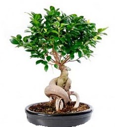 Bonsai Japon a�ac� saks� bitkisi  Ankara Pursaklar 14 �ubat sevgililer g�n� �i�ek 