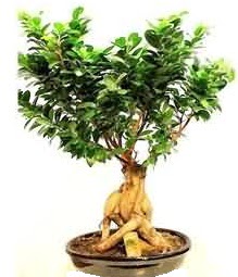 Bonsai Japon a�ac� saks� bitkisi  Ankara Pursaklar �i�ek sipari�i sitesi 
