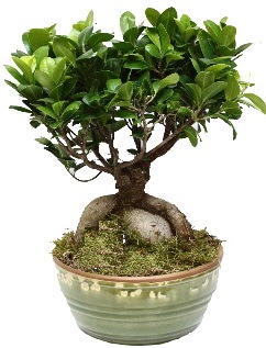 Japon a�ac� bonsai saks� bitkisi  Ankara Pursaklar hediye �i�ek yolla 