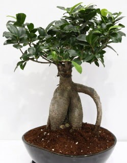 Japon a�ac� bonsai saks� bitkisi  Ankara Pursaklar �i�ek yolla 