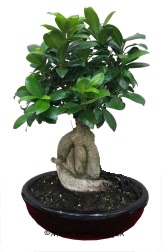 Japon a�ac� bonsai saks� bitkisi  Ankara ucuz �i�ek g�nder 