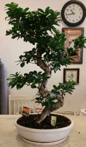 100 cm yksekliinde dev bonsai japon aac  Ankara Pursaklar hediye iek yolla 