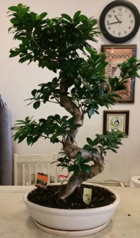 100 cm y�ksekli�inde dev bonsai japon a�ac�  Ankara Pursaklar hediye �i�ek yolla 