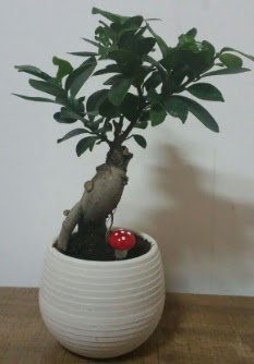 Bonsai japon a�ac� saks� �i�e�i  Ankara �i�ek g�nderme sitemiz g�venlidir 