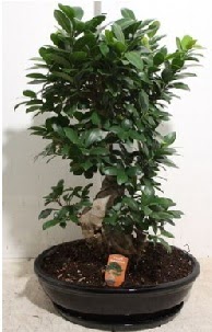 75 CM Ginseng bonsai Japon a�ac�  Ankara Pursaklar �nternetten �i�ek sipari�i 
