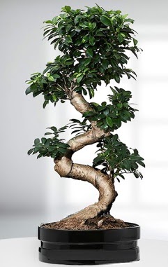 90 CM Japon A�ac� Bonsai saks� �i�e�i  Ankara Pursaklar g�venli kaliteli h�zl� �i�ek 
