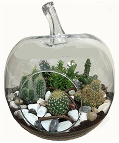 Terrarium tanzim elma camda 5 kakt�s  Ankara Pursaklar �i�ek sipari�i sitesi 