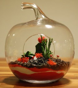 Elma Terrarium 3 kakt�s orta boy  Ankara Pursaklar 14 �ubat sevgililer g�n� �i�ek 