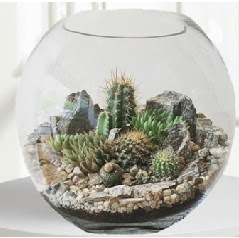 Cam fanus Terrarium 5 kakt�s  Ankara Pursaklar �i�ek ma�azas� , �i�ek�i adresleri 