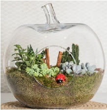 Elma terrarium orta boy 4 kakt�s  Ankara Pursaklar �i�ek sipari�i sitesi 