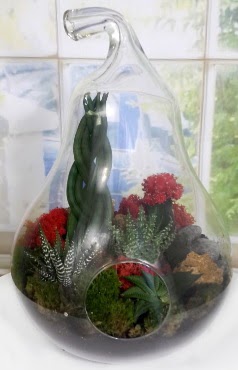 5 adet kakt�s orta boy armut terrarium  Ankara Pursaklar �i�ek sipari�i sitesi 