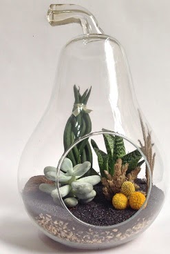 Orta boy armut 5 kakt�s terrarium  Ankara ucuz �i�ek g�nder 