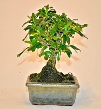 Zelco bonsai saks� bitkisi  Ankara �i�ek servisi , �i�ek�i adresleri 