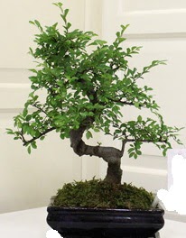 Bonsai saks� �i�e�i  Ankara Pursaklar 14 �ubat sevgililer g�n� �i�ek 