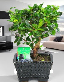 Bonsai japon a�ac� saks� bitkisi  Ankara �i�ek sat��� 