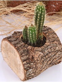 K�t�k i�erisinde 3 kakt�s terrarium  Ankara �i�ek�i ma�azas� 