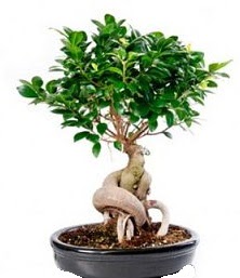 Bonsai japon a�ac� seramik i�inde  Ankara Pursaklar �i�ek�iler 