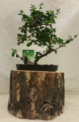 Doal ktk iinde bonsai japon aac  Ankara Pursaklar hediye iek yolla 