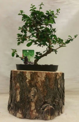 Do�al k�t�k i�inde bonsai japon a�ac�  Ankara Pursaklar hediye �i�ek yolla 