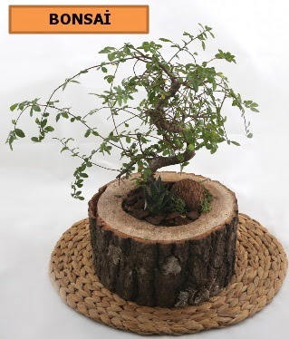 Do�al a�a� k�t�k i�erisinde bonsai bitkisi  Ankara �i�ek g�nderme sitemiz g�venlidir 