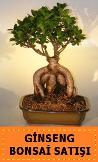 Ginseng bonsai sat��� japon a�ac�  Ankara cicek , cicekci 
