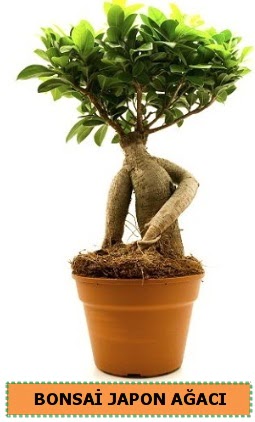 Bonsai japon a�ac� sat���  Ankara �i�ek servisi , �i�ek�i adresleri 
